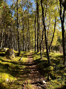 Nature Trail Through the Scottish Highlands